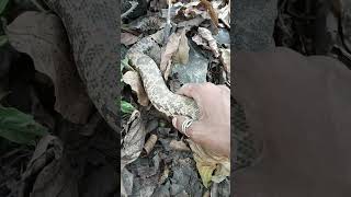 Indian sand Boa