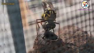 Yellow Potter's Wasp | Building home |watch till the end ! Nature's architect | Jay and Jezz