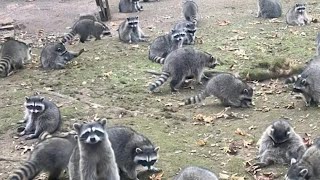 Over 100 Raccoons Surround Woman’s Home in Washington | Shocking Wildlife Encounter!