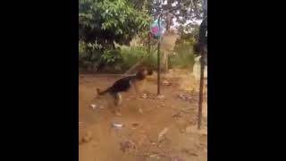 The most intelligent babysitting German Shepherd in Africa