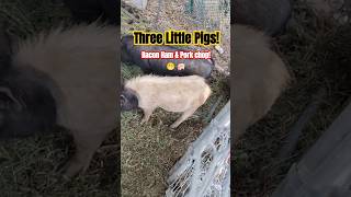 Three Little Pigs in Victorville!🐖😁