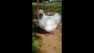 Lady Silkies Recovery 2 years later April 2, 2019