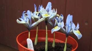 Iris Katherine Hodgkin