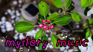 My mstery music 😊 and Apple tree (made from:Table + Guitar + Harmonica)