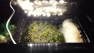 Refugium / ATS con chaetomorpha Reef Acquario marino Askoll pure 44 litri