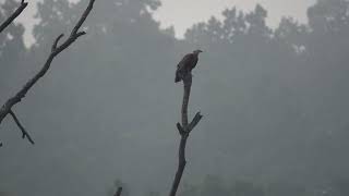 An adult Pallas's fish-eagle.