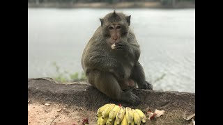 Big Monkey eating banana