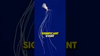 The RAREST Squid In The WORLD : BIGFIN Squid #ocean #oceanfacts #shorts