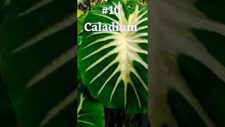 Caladium this beautiful plant is ranked as the deadliest plant in the world. #shorts