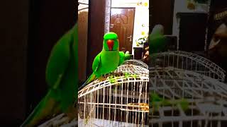 parrot talking mithu #birds #budgries #parrot #raw