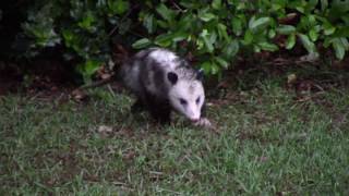 Possum and Raccoons in the Back Yard