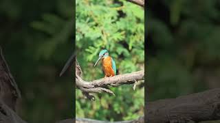 Rare sighting of Common Kingfisher #shortsyoutube #ytshorts #ytshortsindia #shorts  #youtubeshorts