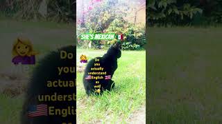 Mexican cat understand the lyrics in English ….😳❗️