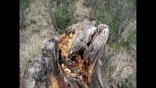 Harvesting Fat Wood Part 2, Hatchet Failure