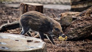 First Mother's Day for world's rarest pig