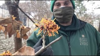 Virtual Garden Tour: Witch Hazel February 1, 2021