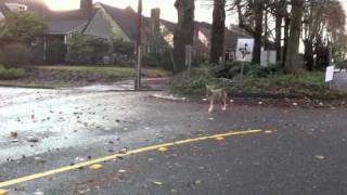 Wild Coyote Trots, Stops & Poops in Portland Neighborhood