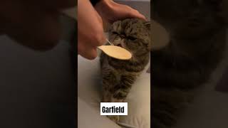 Feeding Garfield in Cats Cafe