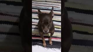 🐕🐕🐕#pinscher #pets #cachorro #dogs