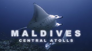 [4K] Maldives liveaboard UNDERWATER 몰디브 리브어보드ㅣ#scubadiving #maldives #liveaboard #리브어보드 #ariqueen