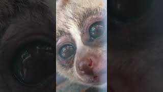 Deadly Saliva and Lethal Bites: Intriguing Venomous Mammals#viral #shorts#foryou #fypシ #fyp#venomous