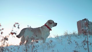 Зимнее утро, словно в сказке. Хрустящий снег и зимний рассвет. Winter morning fairy tale.