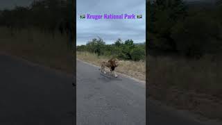 🇿🇦 Kruger National Park Safari 🇿🇦 | South Africa | #travel #safari #lion