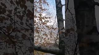 Climbing Birch Tree 🌳 During Autumn 🍂 Incredible View ☀️ #shorts