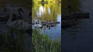 Наблюдаем как выросли лебедята 25.06.2024г. #nature #shorts_video #лето #релакс ##shorts #лебеди