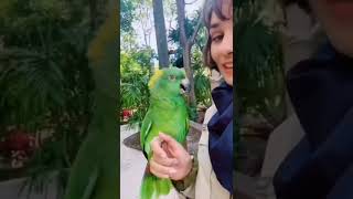 Cute Parrot Kissing A Girl 😘 #Shorts#Love#Animals#Funny(4)