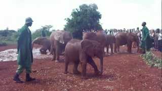 Baby Elephants at David Sheldrick's Nairobi