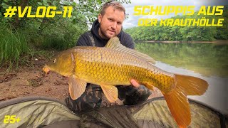 VLOG-#11  Karpfenangeln 2023 in Baden-Württemberg. Auf der Jagd nach dem 25 Kilo Karpfen.