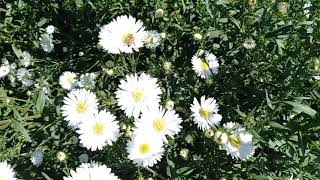 Flor de Montecasino en los campos de Santiago Apóstol Ocotlán Oaxaca