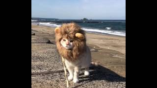 Beautiful cat in lion costume