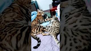 kucing bengal