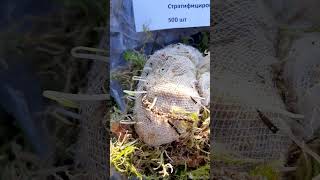 Женьшень семена из Брянской обл. #женьшень #ginseng #인삼씨 #인삼씨앗