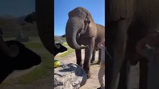 #worldwildeline | elephant video new 2022