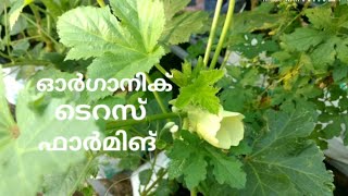 Organic Terrace Farming | ഓർഗാനിക് ടെറസ് ഫാർമിങ്