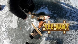 Hammer Handle HOEDOWN! - (Fishing Montana)