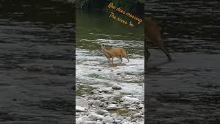 Roe deer crossing the river / Chevreuils traversant la rivière #wildlife #nature #suisse #deer