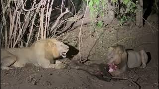 Lion and lioness eating their food at night. #AnimalLovers #wildanimals