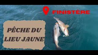 Pêche du LIEU JAUNE dans le Finistère ( + poisson bonus )