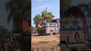 How to loading camels in truck in market #camel #youtubeshorts #animals #youtubevideos #shorts