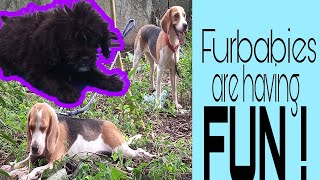 Furbabies are Having Fun | Shine, Shimmer and Storm | YhanRech Vlog