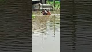 Cachar flood situation, Assam