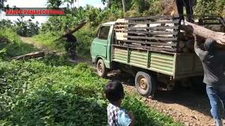 Masyarakat pedalaman panen kayu balok jabon.