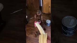 Dog eats banana 1: the saga begins