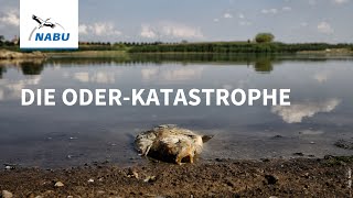 Die Oder-Katastrophe: Unseren Flüssen geht es dreckig!