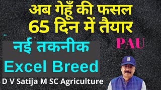 Wheat life cycle in 65 days | Gehu ab 65 din me taiyaar | excel breed |