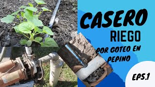 Riego por goteo casero con plantas de pepino,bajo costo de materiales